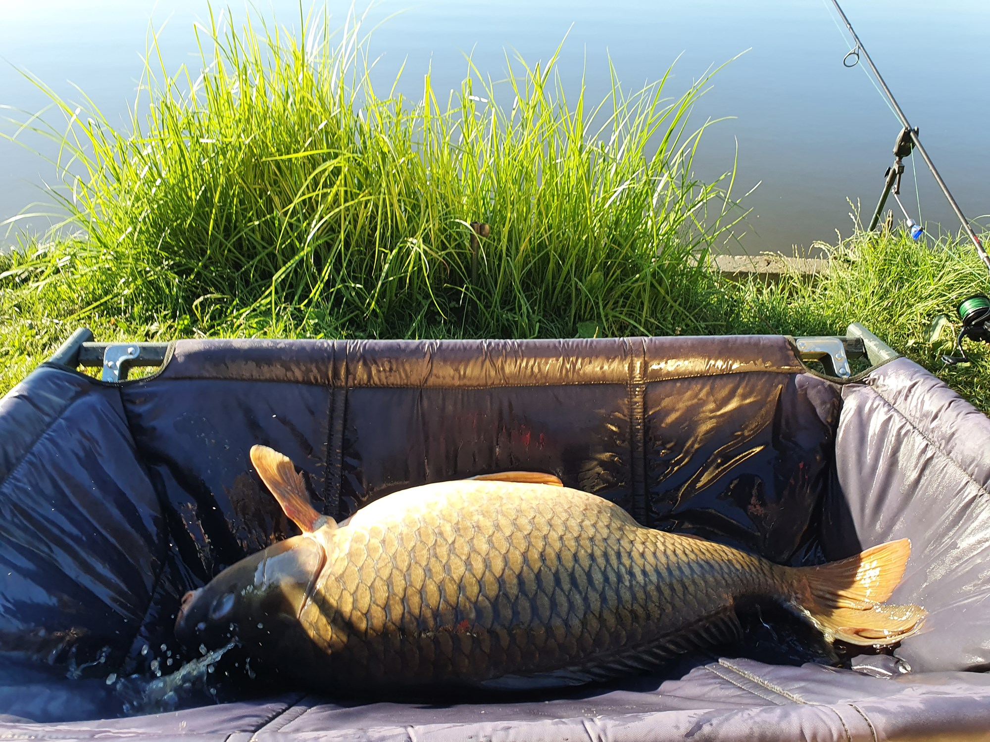 Tancabesti 9 - 12 iulie 2020 - 20200711074825.jpg